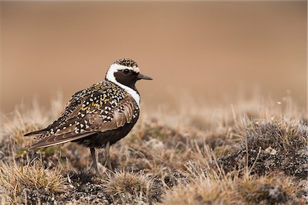 simsearch:400-07324087,k - Pluvier bronzé se dresse sur la toundra de la plaine côtière arctique, National Petroleum Reserve, Alaska arctique printemps Photographie de stock - Rights-Managed, Code: 854-03845887