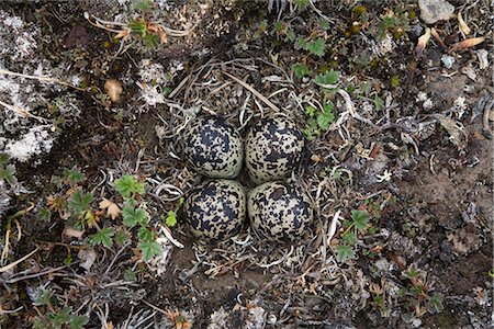 View of camouflaged eggs of an american Golden-Plover, Arctic Coastal Plain, National Petroleum Reserve, Arctic Alaska, Spring Stock Photo - Rights-Managed, Code: 854-03845888