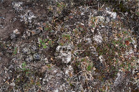 View of camouflaged eggs of an american Golden-Plover, Arctic Coastal Plain, National Petroleum Reserve, Arctic Alaska, Spring Stock Photo - Rights-Managed, Code: 854-03845889