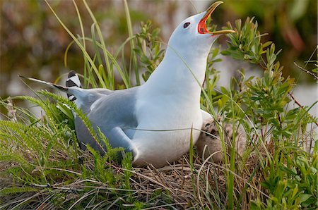 Vergrößerte Ansicht einer Sammelform Eismöwe mit ihr mit Küken Potter Marsh, Anchorage, Kenai, Alaska, Frühling Stockbilder - Lizenzpflichtiges, Bildnummer: 854-03845882