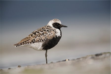 simsearch:854-03846030,k - Black-bellied Plover standing on Odiak Slough mudflats during migration, Copper River Delta, Cordova, Southcentral Alaska, Spring Stock Photo - Rights-Managed, Code: 854-03845891