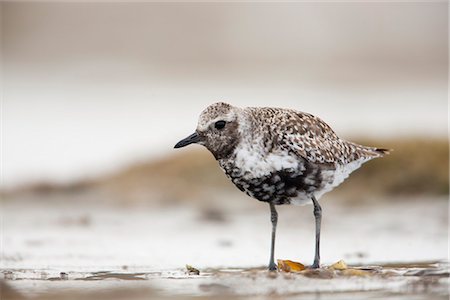 Schwarz-aufgebläht Plover stehen auf Odiak Slough Watt während der Migration, Copper River Delta, Cordova, South Central Alaska, Frühling Stockbilder - Lizenzpflichtiges, Bildnummer: 854-03845892