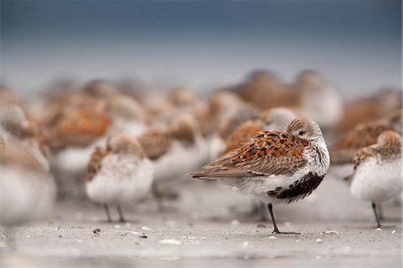 sandpiper - Dunlin roosting with Western Sandpipers on mudflats of Hartney Bay, near Cordova on Copper River Delta, Southcentral Alaska, Spring Stock Photo - Rights-Managed, Code: 854-03845905