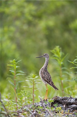 simsearch:854-03740283,k - Größere Yellowlegs stehende Warnung am Copper River Delta in der Nähe von Cordova, South Central Alaska, Sommer Stockbilder - Lizenzpflichtiges, Bildnummer: 854-03845908