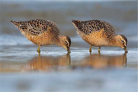 simsearch:400-08314626,k - Long-billed Dowitcher feeding on the mudflats of the Copper River Delta, Southcentral Alaska, Spring Foto de stock - Con derechos protegidos, Código: 854-03845914