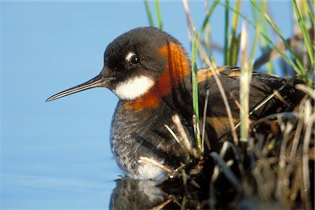 Female Red-necked Phalarope in the wetlands of the Copper River Delta, Southcentral Alaska, Autumn Stock Photo - Rights-Managed, Code: 854-03845927