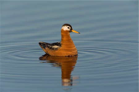 simsearch:6109-08944838,k - Nage de phalaropes femelle sur un étang de toundra, plaine côtière arctique, réserve nationale de pétrole près de Barrow, Alaska du centre-sud, l'été Photographie de stock - Rights-Managed, Code: 854-03845923