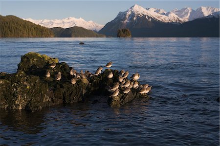 simsearch:854-03739843,k - Rock Sandpiper flock roosting on rock in Prince William Sound, Southcentral Alaska, Winter Foto de stock - Con derechos protegidos, Código: 854-03845931
