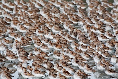 simsearch:400-04660767,k - Large flock of Western Sandpipers on the mud flats of Hartney Bay during Spring migration, Copper River Delta,Southcentral Alaska Foto de stock - Con derechos protegidos, Código: 854-03845945