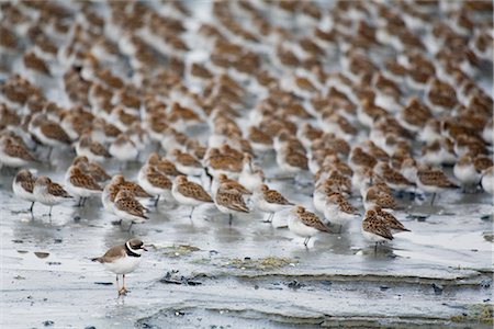 Große Herde von Western Sandpipers, Alpenstrandläufer und ein einzelnes Semipalmated Plover Schlafplatz auf der Mud Flats Hartney Bucht während Frühling Migration, Copper River Delta, South Central Alaska Stockbilder - Lizenzpflichtiges, Bildnummer: 854-03845946