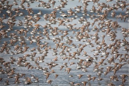 Große Herde von Western Sandpipers und Alpenstrandläufer unter Flug auf Mud Flats Hartney Bucht während Frühling Migration, Copper River Delta, South Central Alaska Stockbilder - Lizenzpflichtiges, Bildnummer: 854-03845947