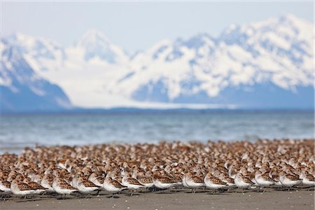 Western Sandpiper and Dunlins gathered on the mudflats of Hartney Bay with Chugach Mountains and Sheridan Glacier in the background,Southcentral Alaska, Spring Foto de stock - Con derechos protegidos, Código: 854-03845949