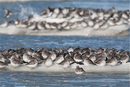 Rock Sandpipers and Dunlins on an iceflow, Copper River Delta, Southcentral Alaska, Spring Foto de stock - Con derechos protegidos, Código: 854-03845943