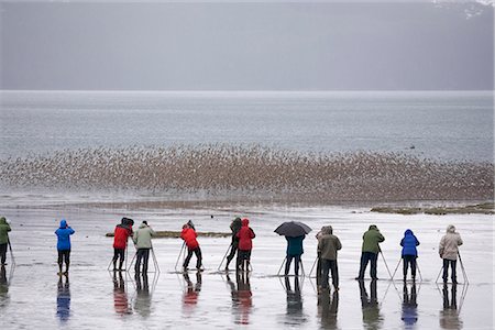 essaim - Ornithologues photographier des troupeaux d'oiseaux de rivage dans la baie de Hartney, près de Cordoue pendant le Festival des oiseaux de rivage, Delta de la rivière Copper, centre-sud de l'Alaska, printemps Photographie de stock - Rights-Managed, Code: 854-03845957