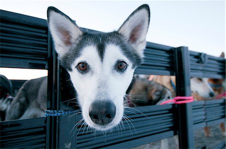 simsearch:854-03646302,k - Close up of an Alaskan Husky waiting to be loaded into an airplane for transport to base camp in the Gates of the Arctic National Park & Preserve, Alaska Foto de stock - Direito Controlado, Número: 854-03846019