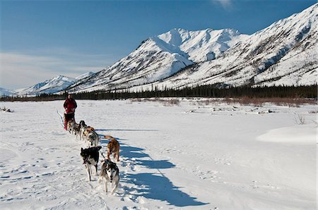 running team - Un musher prend son équipe vers le haut de la fourche nord de fleuve Koyukuk dans les portes de l'hiver Arctique Parc National Preserve &, Arctique de l'Alaska, Photographie de stock - Rights-Managed, Code: 854-03846013