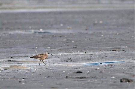 simsearch:854-03845923,k - A lone whimbrel walks along the mud flats of Hartney Bay, Cordova, Prince William Sound, Southcentral Alaska, Spring Foto de stock - Con derechos protegidos, Código: 854-03846027