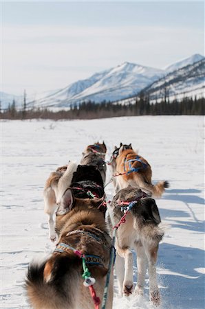 Musher's perspective while mushing back to base camp on the North Fork of the Koyukuk River in Gates of the Arctic National Park & Preserve, Arctic Alaska, Winter Fotografie stock - Rights-Managed, Codice: 854-03846020