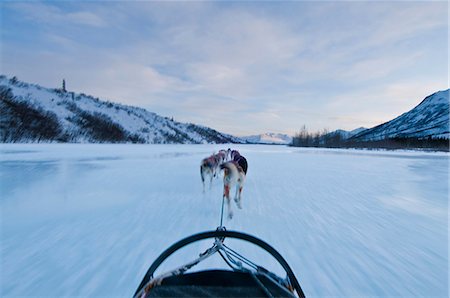 Musher's perspective while mushing down the North Fork of the Koyukuk River in Gates of the Arctic National Park & Preserve, Arctic Alaska, Winter Foto de stock - Direito Controlado, Número: 854-03846023