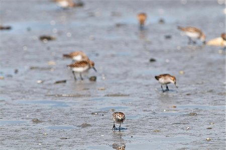 simsearch:854-03846030,k - Western Sandpipers and Dunlins search the mud flats for food, Hartney Bay, Cordova, Prince William Sound, Southcentral Alaska, Spring Stock Photo - Rights-Managed, Code: 854-03846034