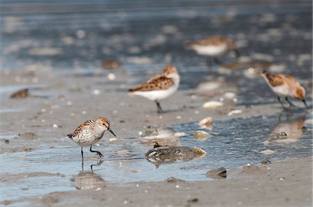 sandpiper - Western Sandpipers search the mud flats for food, Hartney Bay, Cordova, Prince William Sound, Southcentral Alaska, Spring Stock Photo - Rights-Managed, Code: 854-03846035