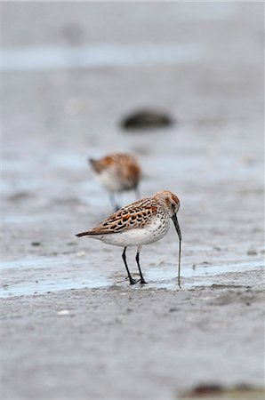simsearch:854-03846030,k - Western Sandpipers pulls on a worm in the mud flats, Hartney Bay, Cordova, Prince William Sound, Southcentral Alaska, Spring Stock Photo - Rights-Managed, Code: 854-03846036