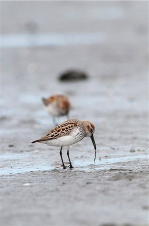 simsearch:854-03646201,k - Western Sandpipers pulls on a worm in the mud flats, Hartney Bay, Cordova, Prince William Sound, Southcentral Alaska, Spring Stock Photo - Rights-Managed, Code: 854-03846037