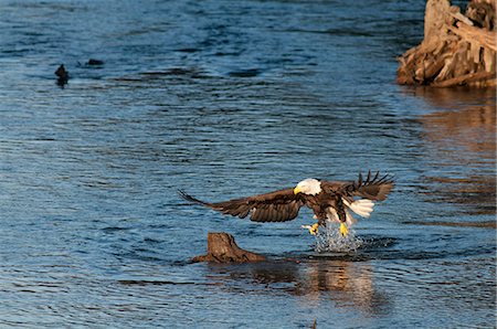 Bald Eagle catches a hooligan fish in its talons while fishing in the Alaganik Slough, Chugach National Forest, Cordova, Southcentral Alaska, Spring Stock Photo - Rights-Managed, Code: 854-03846030