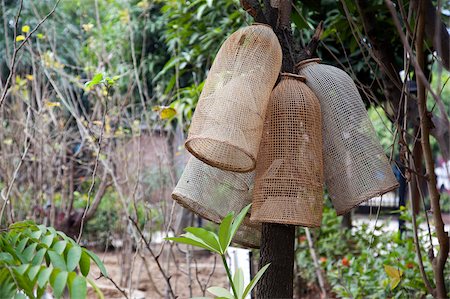 Mulberry trees for silkworm breeding at the silkworm factory, Shunde, Guangdong, China Fotografie stock - Rights-Managed, Codice: 855-05984126