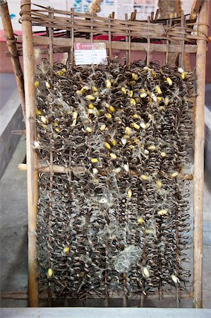 simsearch:855-05984122,k - Silkworm breeding at the silkworm factory, Shunde, Guangdong, China Stock Photo - Rights-Managed, Code: 855-05984127