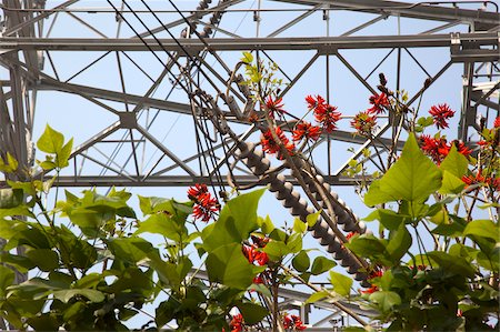 High voltage cable station with coral tree blossom at Castle Peak, New Territories, Hong Kong Stock Photo - Rights-Managed, Code: 855-05984274