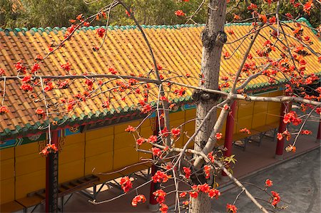simsearch:855-05984603,k - Cotton tree blossom at Tsing Chung temple, New Territories, Hong Kong Stock Photo - Rights-Managed, Code: 855-05984286