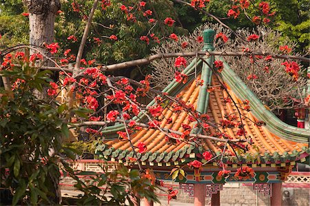 simsearch:855-05984603,k - Cotton tree blossom at Tsing Chung temple, New Territories, Hong Kong Stock Photo - Rights-Managed, Code: 855-05984288