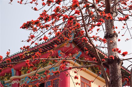 Cotton tree blossom at Tsing Chung temple, New Territories, Hong Kong Foto de stock - Con derechos protegidos, Código: 855-05984281