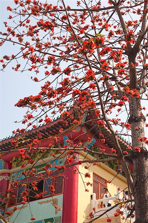 simsearch:855-05984603,k - Cotton tree blossom at Tsing Chung temple, New Territories, Hong Kong Stock Photo - Rights-Managed, Code: 855-05984282