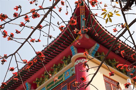 Cotton tree blossom at Tsing Chung temple, New Territories, Hong Kong Foto de stock - Direito Controlado, Número: 855-05984283