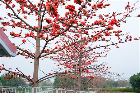 spring season - Cotton tree flower blossom at Kam Tin, New Territories, Hong Kong Stock Photo - Rights-Managed, Code: 855-05984485