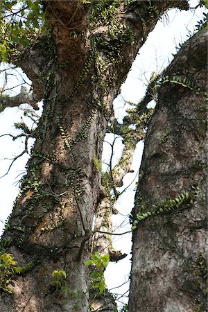 simsearch:855-06022225,k - A 600 years old tree outside the Ching Wan Koon at Tsing Shan Temple, New Territories, Hong Kong Stock Photo - Rights-Managed, Code: 855-05984574