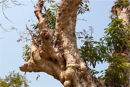 Wax tree at Castle Peak, New Territories, Hong Kong Stock Photo - Rights-Managed, Code: 855-05984584