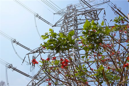 Station de câble de haute tension avec coral tree blossom à Castle Peak, New Territories, Hong Kong Photographie de stock - Rights-Managed, Code: 855-05984589