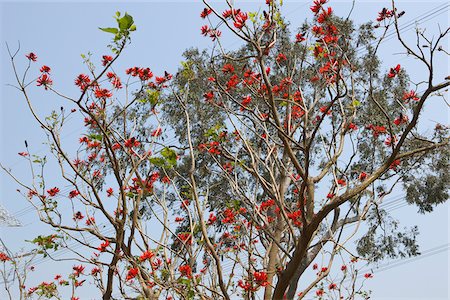 Blossom of Coral tree at Castle Peak, New Territories, Hong Kong Stock Photo - Rights-Managed, Code: 855-05984582