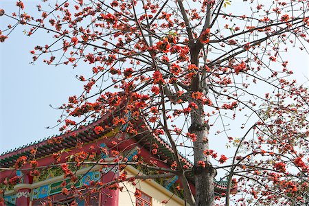 simsearch:855-05984603,k - Cotton tree blossom at Tsing Chung temple, New Territories, Hong Kong Stock Photo - Rights-Managed, Code: 855-05984604