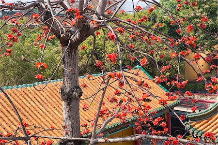 simsearch:855-05984603,k - Cotton tree blossom at Tsing Chung temple, New Territories, Hong Kong Stock Photo - Rights-Managed, Code: 855-05984606