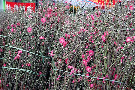 Chinese New Year flower market, Causeway Bay, Hong Kong Stock Photo - Rights-Managed, Code: 855-05981265