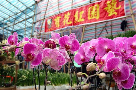 Chinese New Year flower market, Causeway Bay, Hong Kong Stock Photo - Rights-Managed, Code: 855-05981268