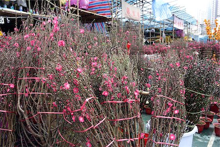Chinese New Year flower market, Causeway Bay, Hong Kong Stock Photo - Rights-Managed, Code: 855-05981277