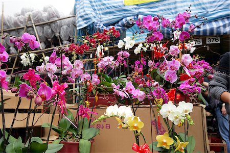 Chinese New Year flower market, Causeway Bay, Hong Kong Stock Photo - Rights-Managed, Code: 855-05981270
