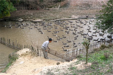 simsearch:855-05984122,k - Goose rearing at Jinjiangli village, Kaiping, China Stock Photo - Rights-Managed, Code: 855-05981924