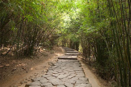 Bamboo alley to Yixiantian, Wuyi mountains, Fujian, China Stock Photo - Rights-Managed, Code: 855-05982381