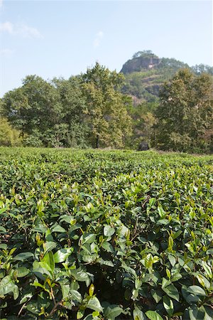 Tea fields at Roaring tiger rock Huxiaoyan, Yixiantina, Wuyi mountains, Fujian, China Stock Photo - Rights-Managed, Code: 855-05982408